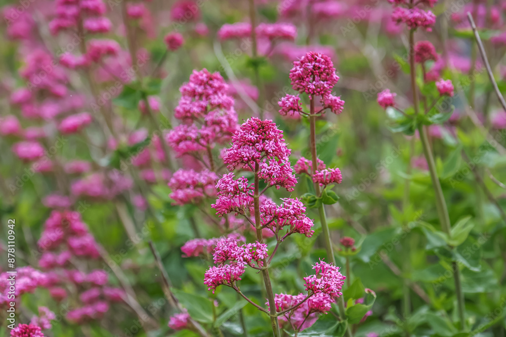 Obraz premium Valeriana rubra , the red valerian, spur valerian, kiss-me-quick, fox's brush, devil's beard or Jupiter's beard, is a popular garden plant grown for its ornamental flowers.