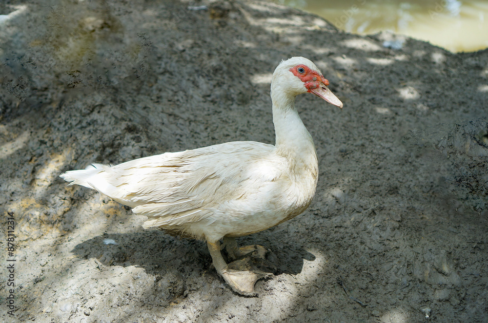 Fototapeta premium Funny duck in muddy background
