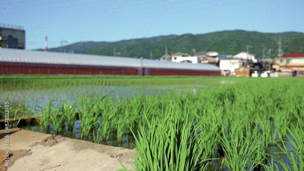 paddy fields and rice paddies with rural paddy fields and rice paddies with rural