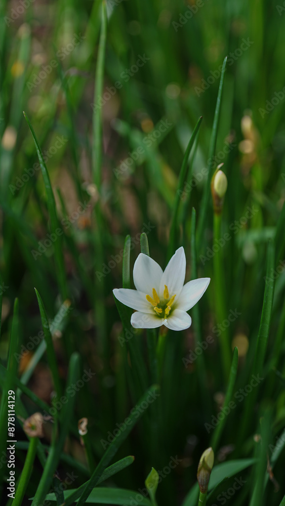 close-up view of Zephyranthes minuta flowers blooming among the green leaves close-up view of Zephyranthes minuta flowers blooming among the green leaves