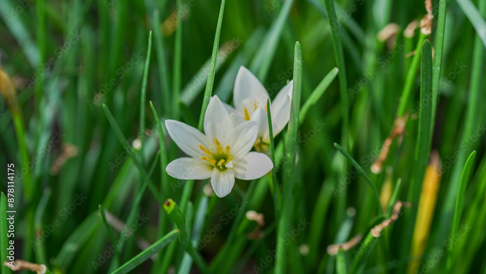 close-up view of Zephyranthes minuta flowers blooming among the green leaves close-up view of Zephyranthes minuta flowers blooming among the green leaves