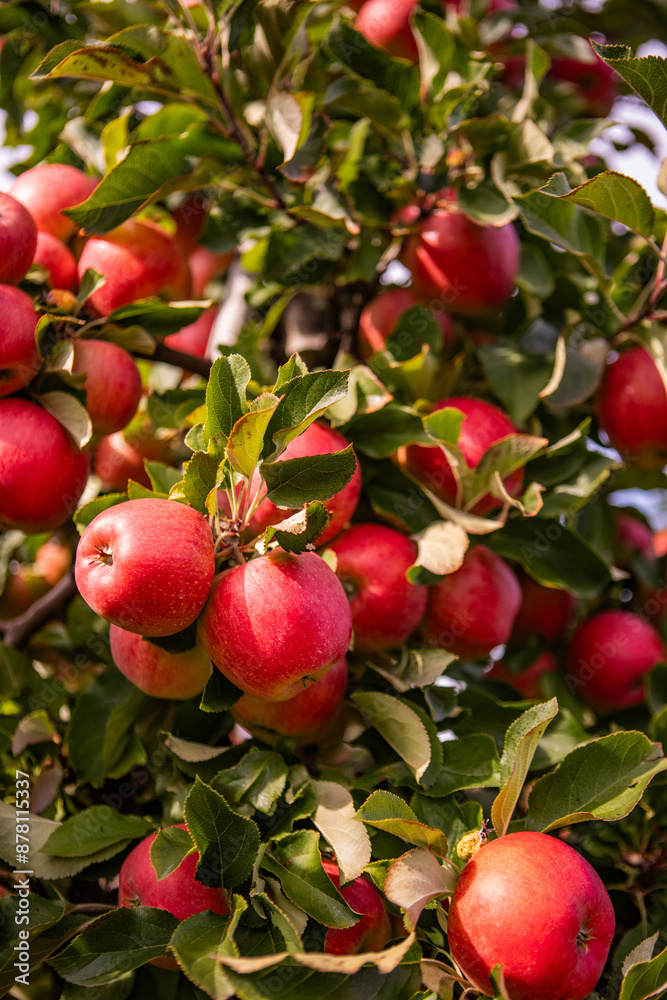 Close-Up of Fresh Ripe Red Apples on Tree Branch in Orchard - Vibrant Autumn Harvest in Sunlit Garden with Green Leaves Close-Up of Fresh Ripe Red Apples on Tree Branch in Orchard - Vibrant Autumn Harvest in Sunlit Garden with Green Leaves