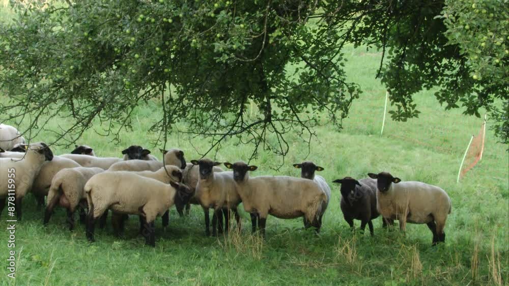 sheeps on an orchard meadow in summer sheeps on an orchard meadow in summer
