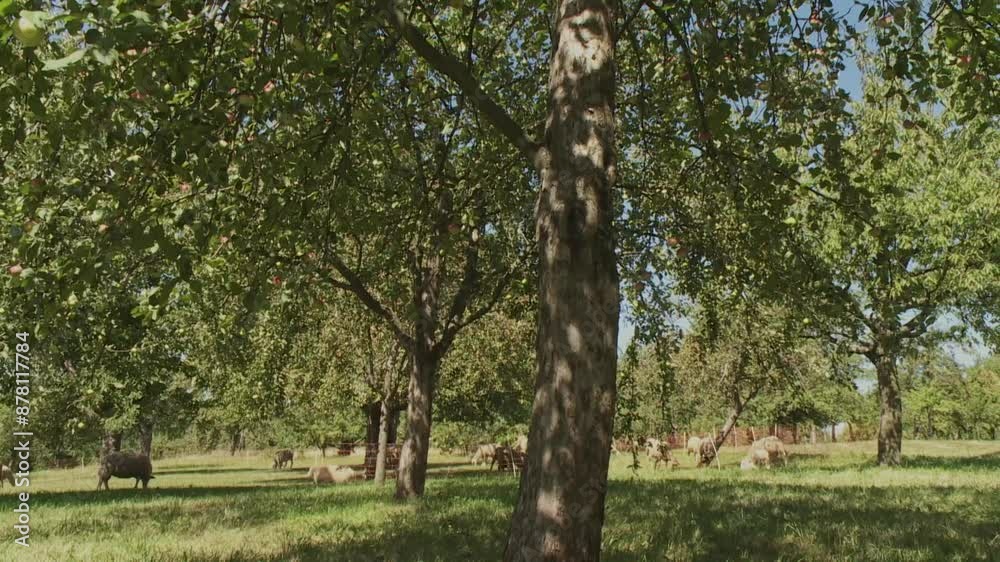 sheeps on an orchard meadow in summer (slide) sheeps on an orchard meadow in summer (slide)