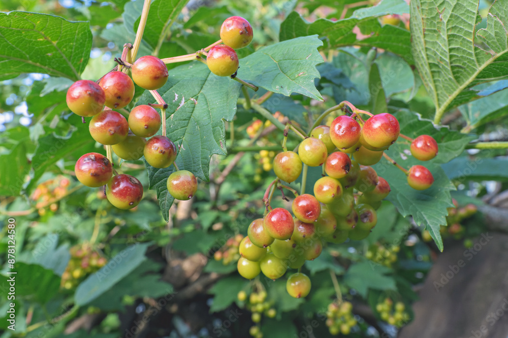 green fruits of red viburnum on the tree green fruits of red viburnum on the tree