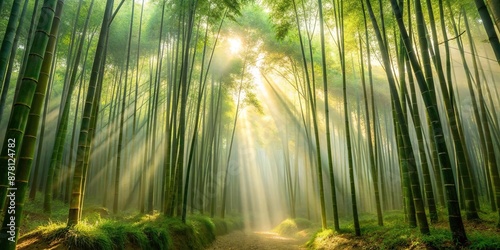 Misty bamboo forest sun s rays filtering tall stalks , bamboo, rays, tall, stalks photo