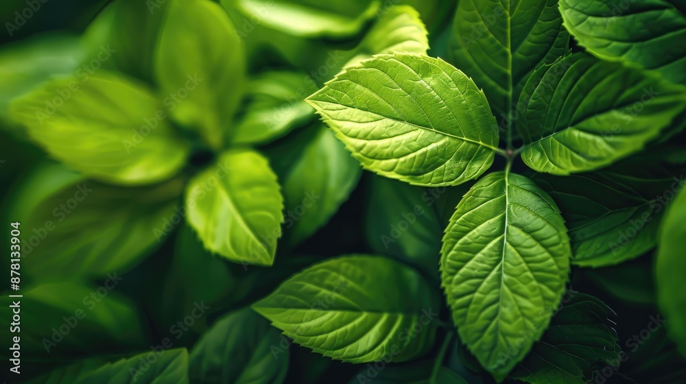 Extreme close up of vibrant green leaves with shallow depth of field and space for text Extreme close up of vibrant green leaves with shallow depth of field and space for text