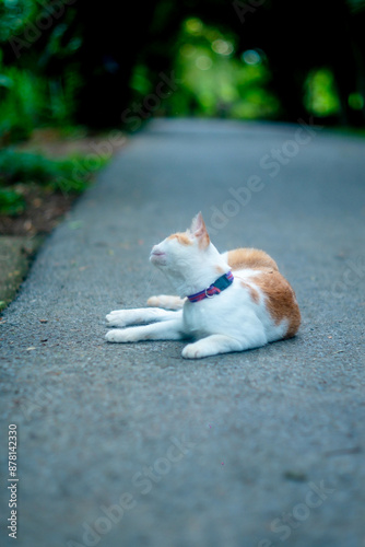 cat is sit on the road.