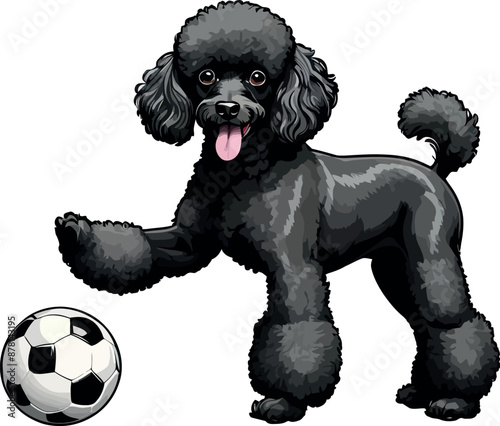 Cute and Elegant Black Poodle Dog – Clipart and Vector