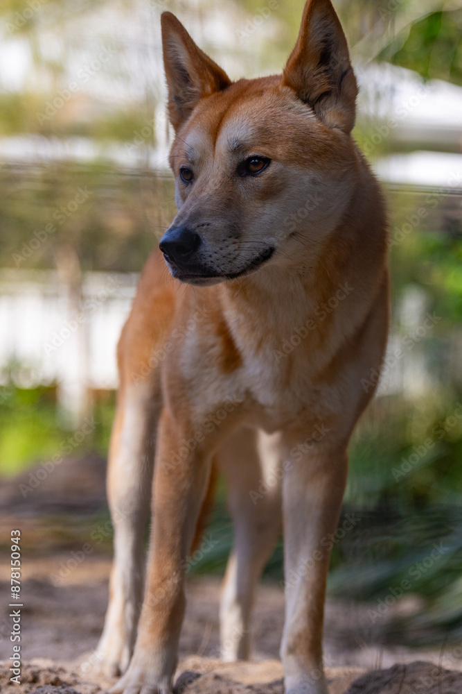 Close up view of a Dingo wild dog native to Australia seen in it's captive habitat