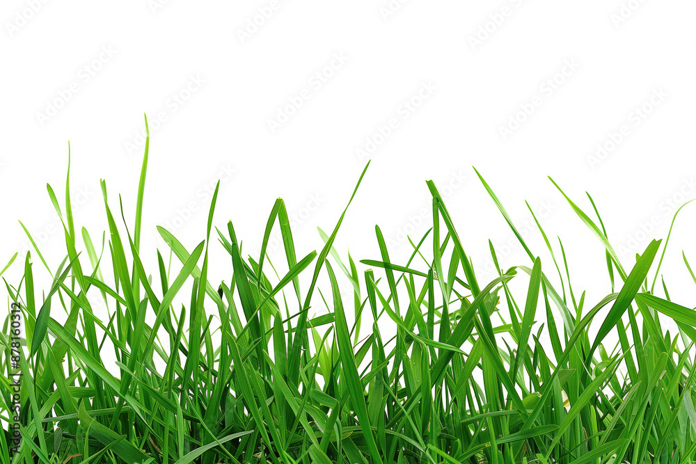 Green grass close-up on white background, representing nature and freshness. Green grass close-up on white background, representing nature and freshness.