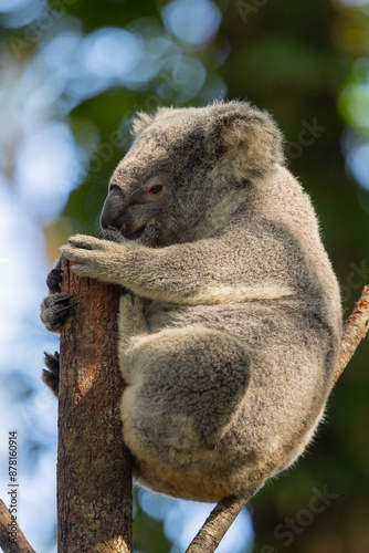 Close up view of a Koala marsupial native to Australia seen in it's natural habitat