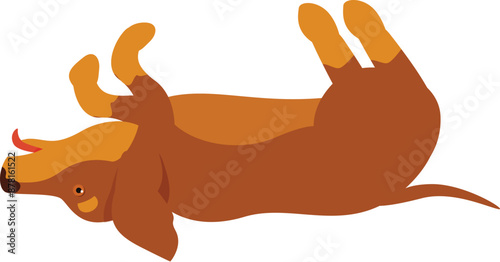 Playful brown dachshund is rolling on its back, enjoying a moment of pure joy and carefree fun