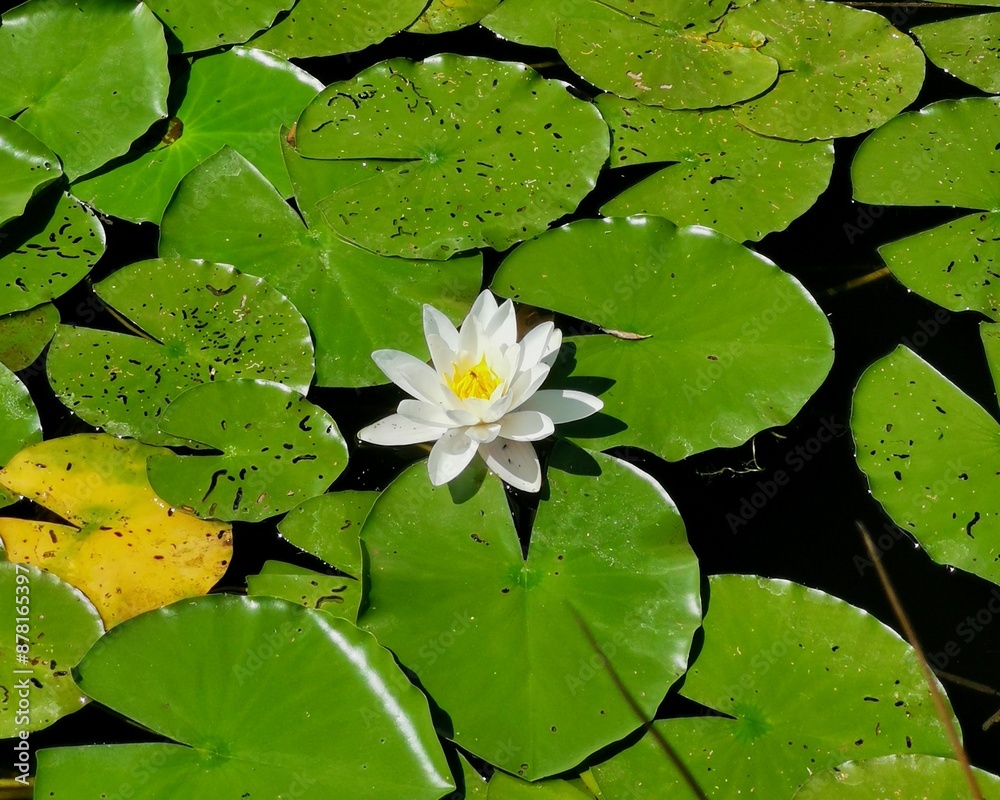 On the pond, among the green round leaves, a white water lily bloomed On the pond, among the green round leaves, a white water lily bloomed