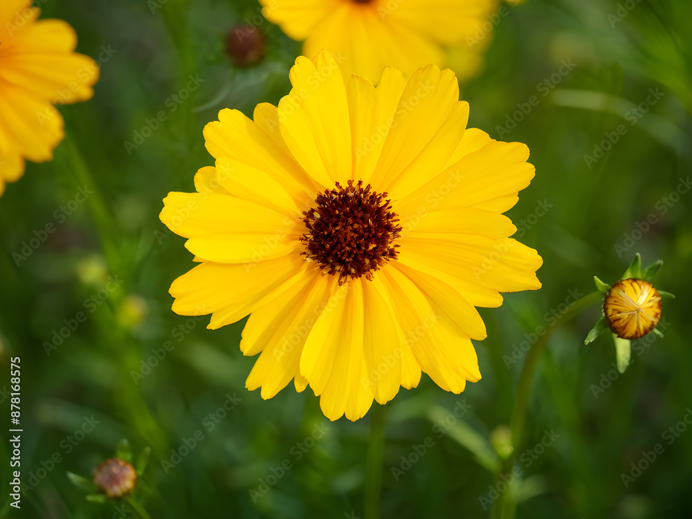 Coreopsis rosea is a North American species of tickseeds in sunflower family.
Coreopsis rosea is a North American species of tickseeds in sunflower family.