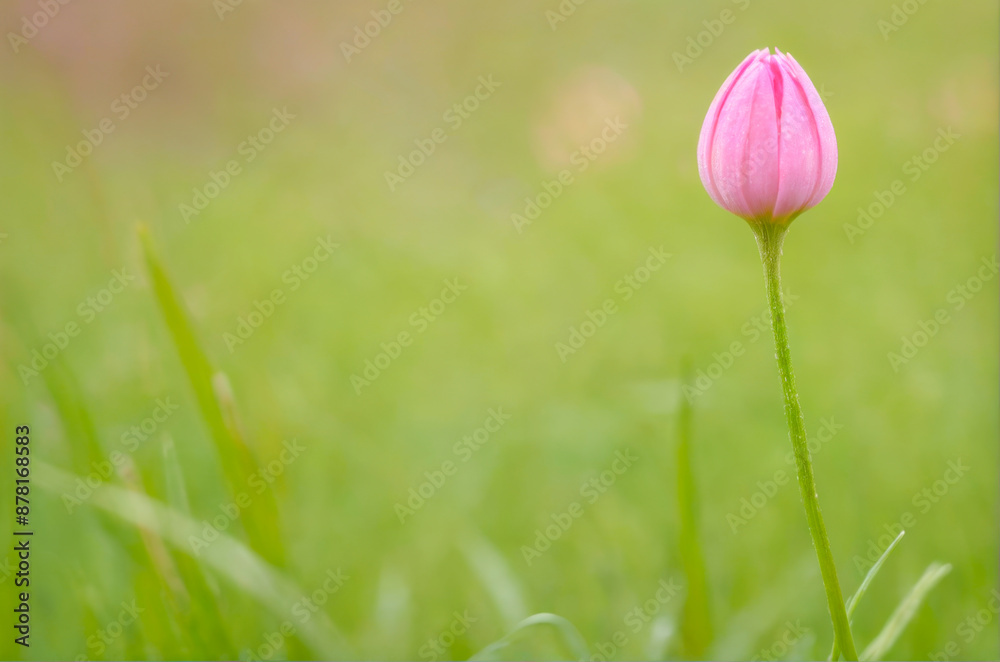 Single Pink Flower Bud in Grass. Single Pink Flower Bud in Grass.
