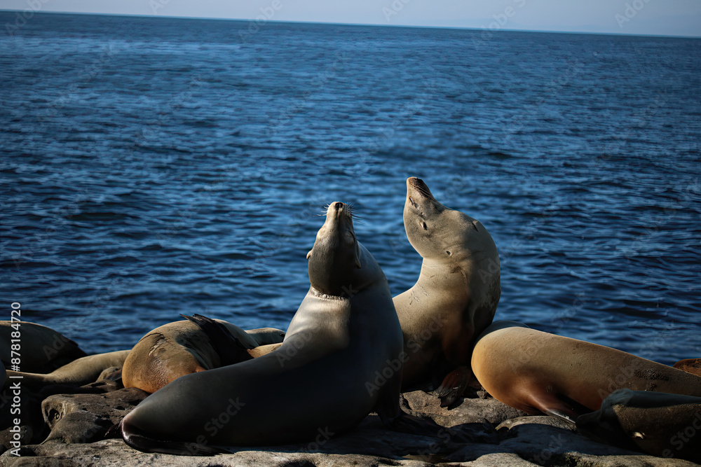 Fototapeta premium Sea lions in San Diego on a summer day
