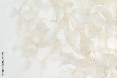 Beautiful hortensia white flowers with light white background macro