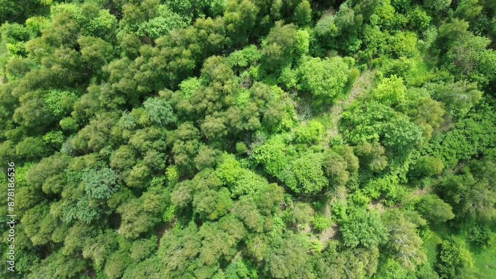 Top view of vibrant green woods and forest Top view of vibrant green woods and forest