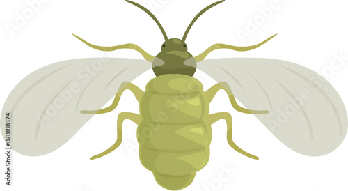 Green lacewing insect is spreading its wings preparing to fly