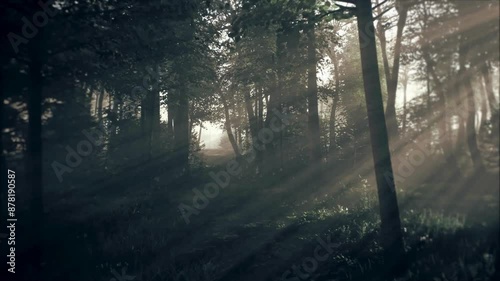 Spooky Dark Forest at Night in Moonlight
