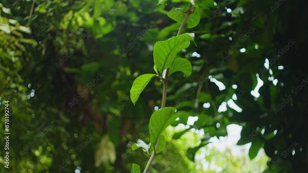 Green Leaves Of A Jungle Tree Vines. Tilt-down Shot Green Leaves Of A Jungle Tree Vines. Tilt-down Shot
