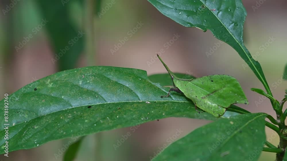 Moving slowly up and down, a leaf grasshopper Sytella rafflesii is making slight movements as the camera zooms out. Moving slowly up and down, a leaf grasshopper Sytella rafflesii is making slight movements as the camera zooms out.