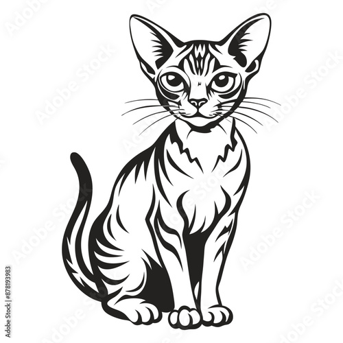 Abyssinian Cat Image vector isolated on white background