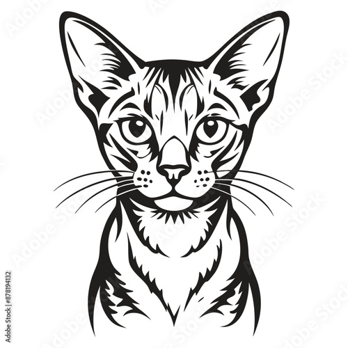 Abyssinian Cat Image vector isolated on white background