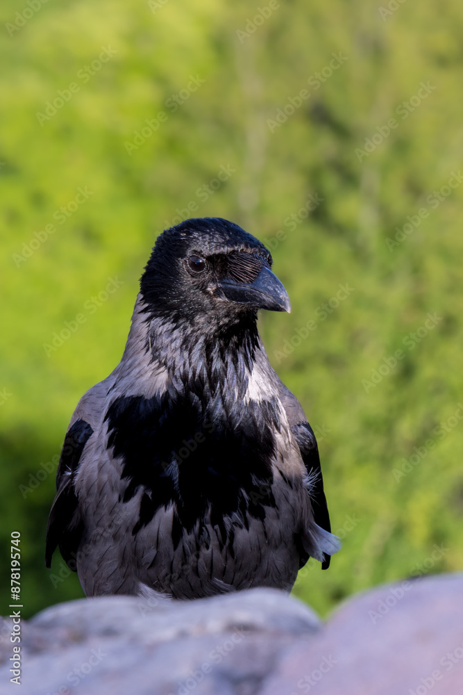 Fototapeta premium A hooded crow sitting on a wall in Vilnius in Lithuania at a sunny day in summer.