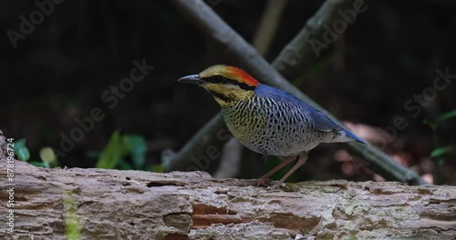 Staring towards the left side, a Blue Pitta Hydrornis cyaneus is standing motionless on a decaying trunk in the forest undergrowth in Thailand. photo