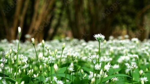 Low tracking shot of beautiful wild garlic in an English woodland