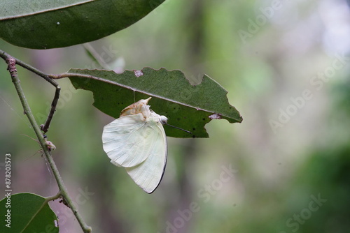 Butterflies found in the natural forest. photo