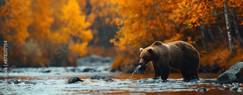 A bear catching fish in a river surrounded by autumn colors, ample copy space