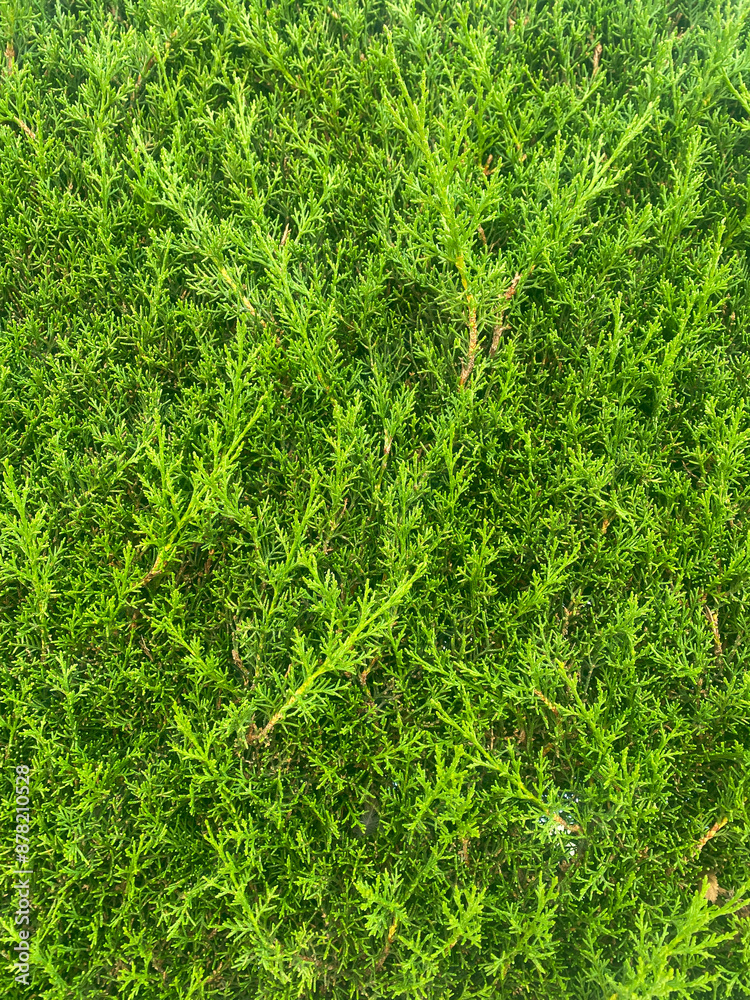 Evergreen thuja background. Evergreen coniferous tree. Closeup