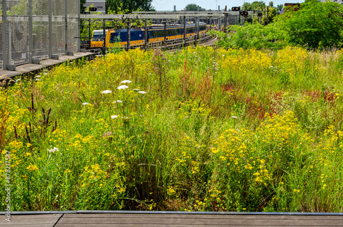 Rotterdam, The Netherlands, June 17, 2024: colorful field of wildflowers on the roof of former Hofplein railway station photo