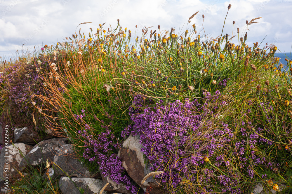 Fototapeta premium flowers in the field