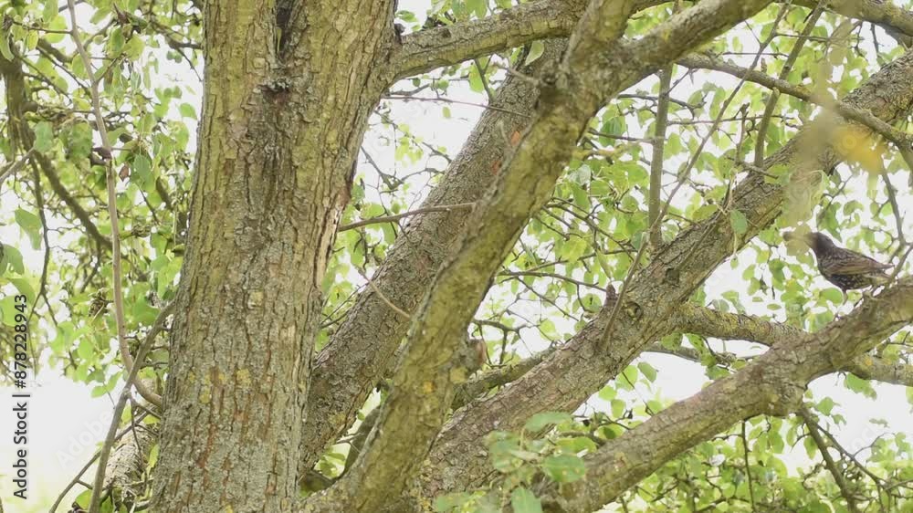 The starling bird jumps on a tree branch, and then flies up to the hollow of the chick and feeds it. The starling bird jumps on a tree branch, and then flies up to the hollow of the chick and feeds it.