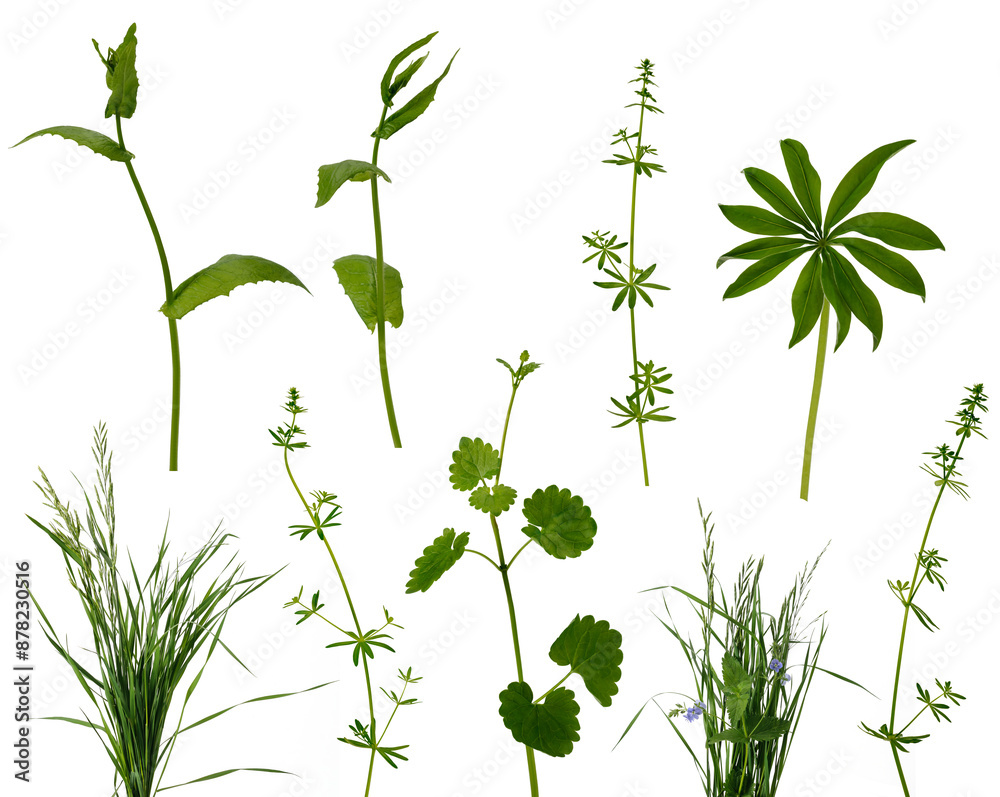 Fototapeta premium Many stems of various forest and meadow grass on white background