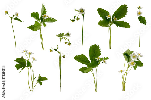 Many stems of wild strawberries with flowers and green berries on white background