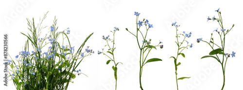 Many stems with little blue flowers and leaves in bunch of meadow grass and separately on white background photo