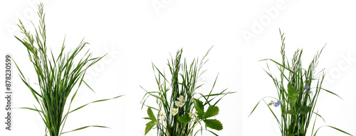 Three bunches of meadow grass with various flowers inside on white background