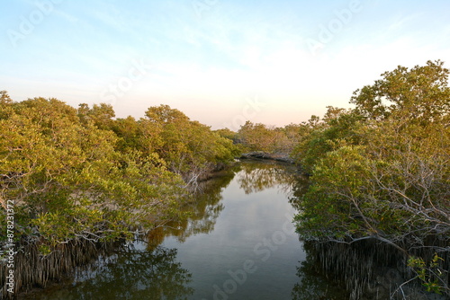 Mangrove trees and torquoise water in Abu Dhabi's Jubail Mangrove Park. 