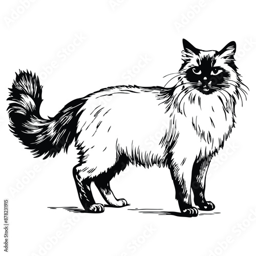 Birman cat standing side view. Ink black and white doodle drawing in woodcut style.