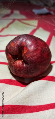 Guava Bol, guava ball, guava Dersono, or Jamaican guava is one of the fruit trees that are included in the guava plant. photo