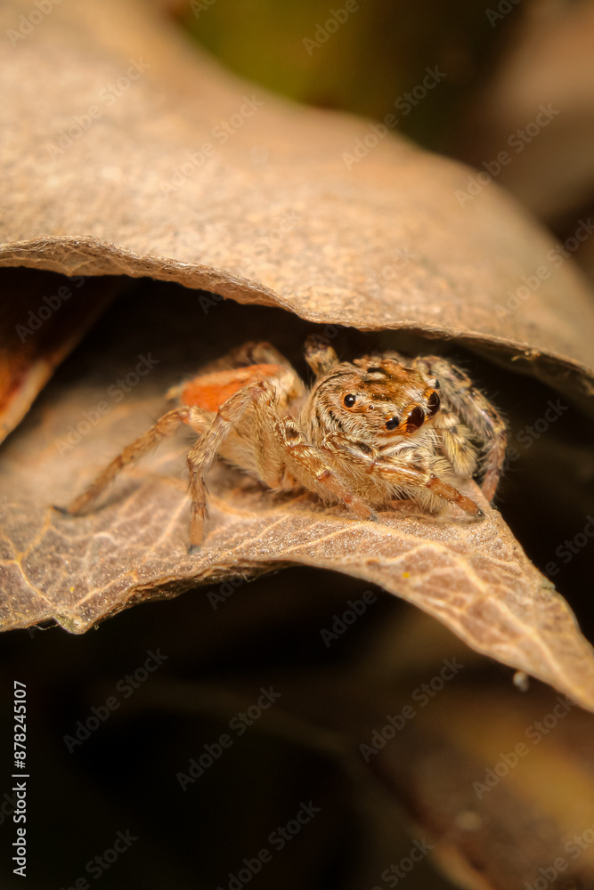 Fototapeta premium spider on a flower