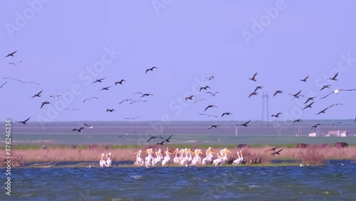 A flock of waterfowl, pelicans and cormorants, takes off over the lake. Flying birds in the blue sky. Waterfowl at the nesting site. photo