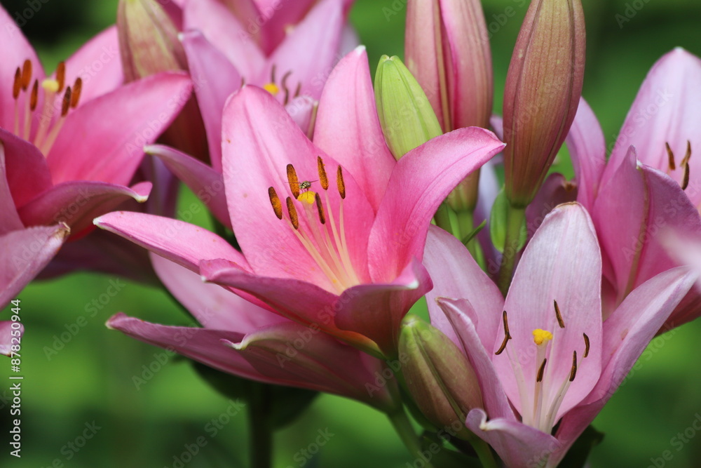 Fototapeta premium Pink lilly in the garden, Lilium flowers.