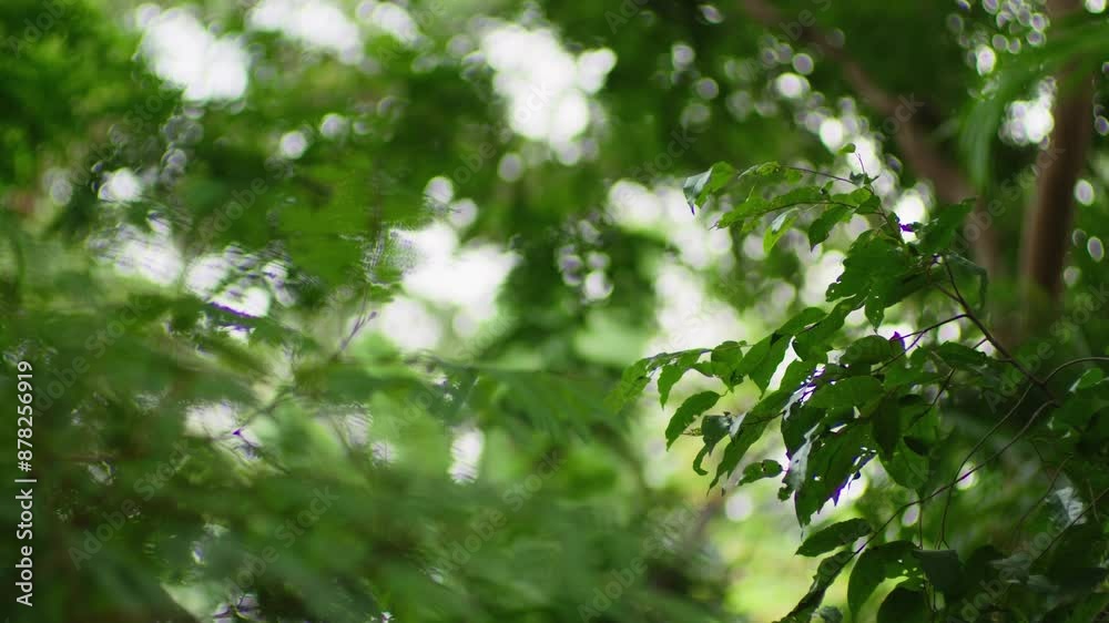 Green Nature Trees In Bokeh Background. Depth Of Field. Green Nature Trees In Bokeh Background. Depth Of Field.