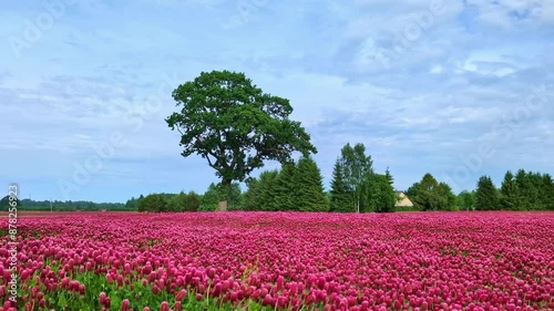 Wallpaper Mural Red Crimson Clover Flowers On Field Swaying On Windy Day. descending drone shot Torontodigital.ca